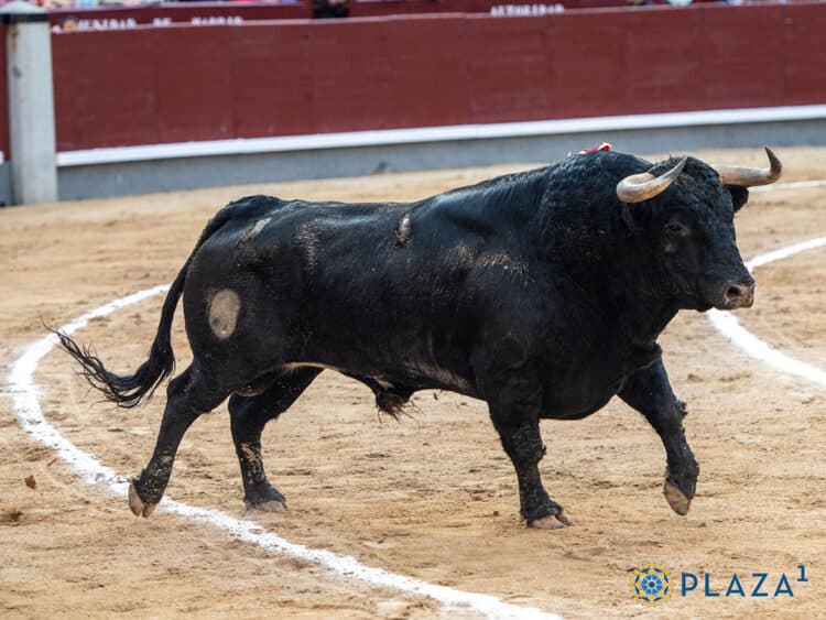 El primer novillo de Toros de Ayuso lidiado en Las Ventas, de nombre ‘Dencestado’. / PLAZA 1