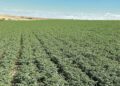 El garbanzal con Valseca al fondo. / Asociación para el Desarrollo del Garbanzo de Valseca
