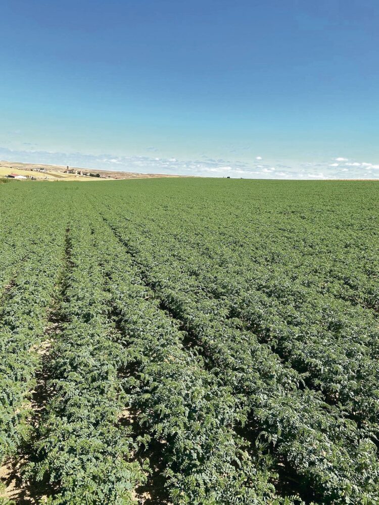 El garbanzal con Valseca al fondo. / Asociación para el Desarrollo del Garbanzo de Valseca